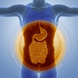 picture of the gut