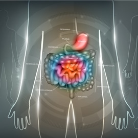 picture of gastrointestinal system