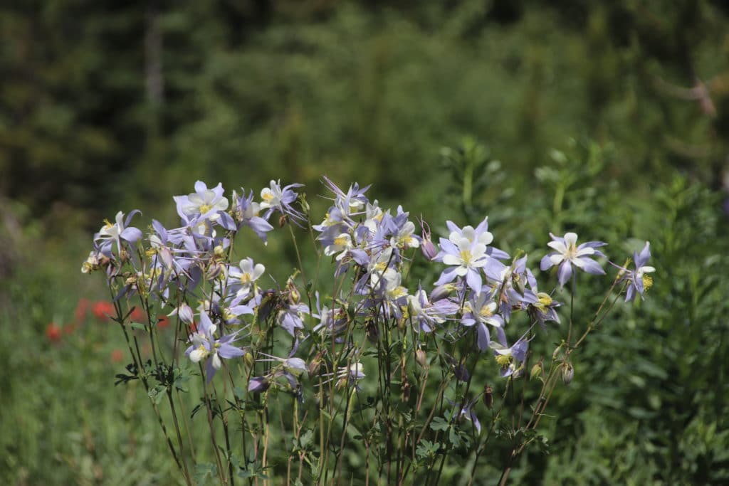 Colorado Wildflowers