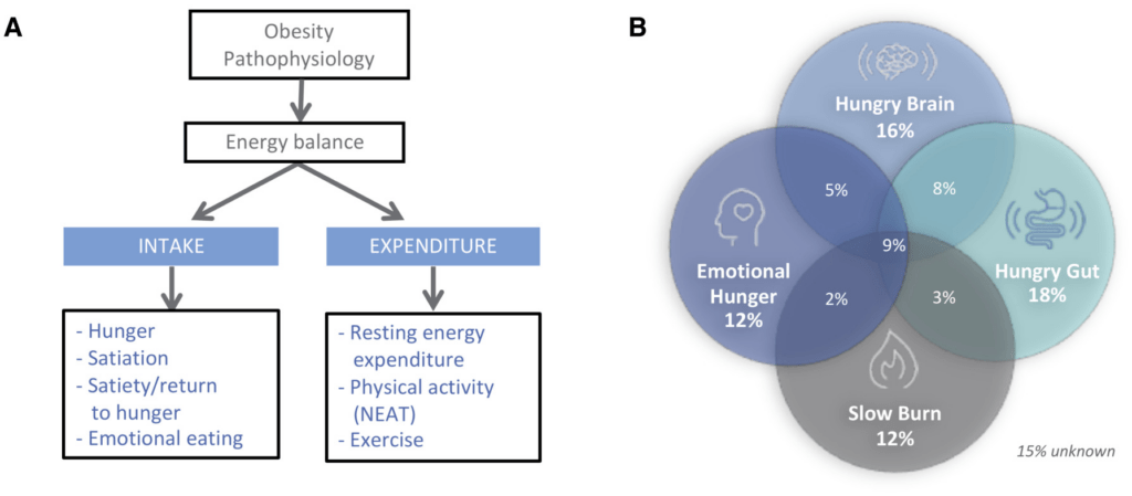 obesity phenotype graphic explanation