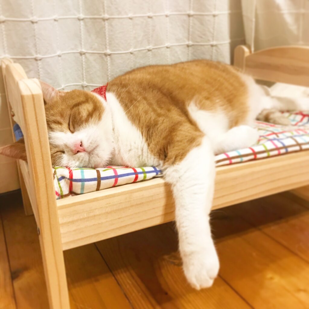 Cat Sleeping