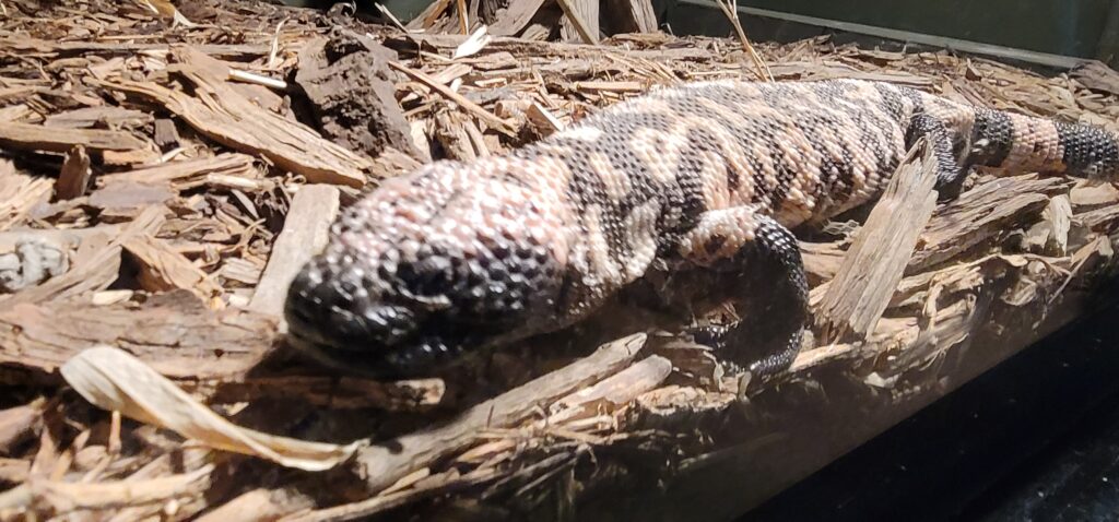 gila monster